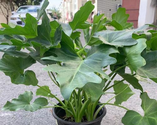 空气植物的养殖方法有哪些？如何保证其生长环境？
