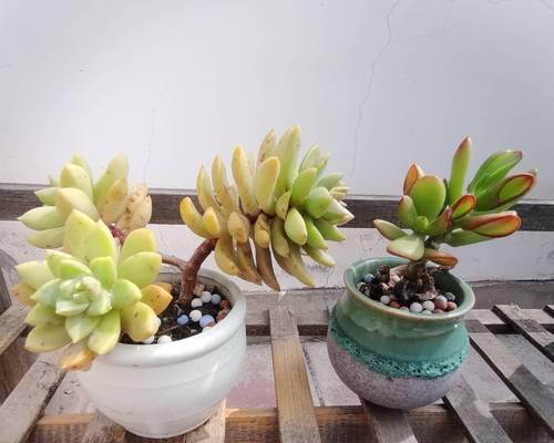 空气植物的养殖方法有哪些？如何保证其生长环境？