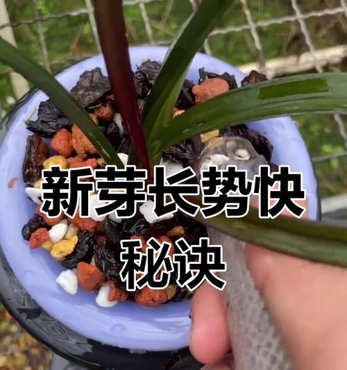 刚移栽兰花的正确浇水方式是什么？