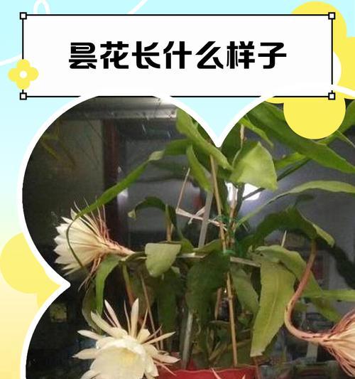 昙花的特征是什么？昙花的养护和繁殖方法有哪些？