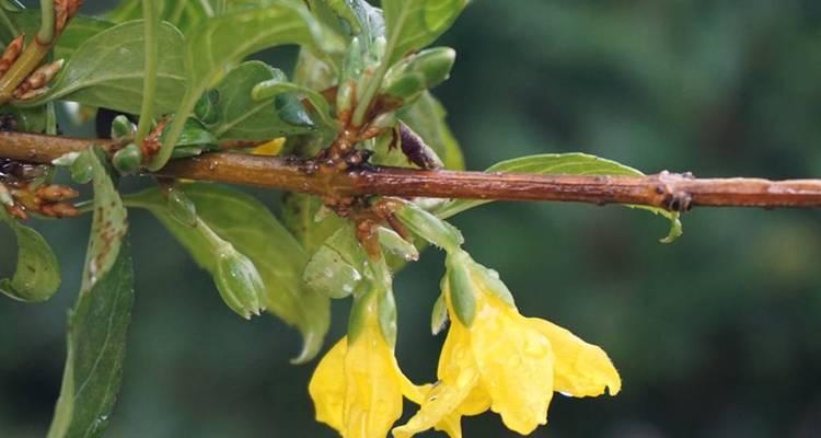 金钟花的养护技巧是什么？如何保持其花期长？
