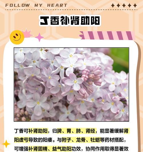 丁香花的养殖技巧有哪些？怎样才能养出美丽的丁香花？