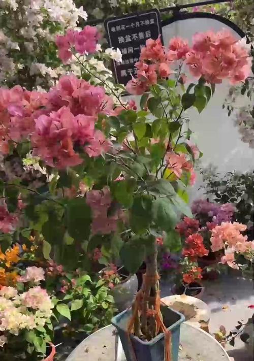 丁香花的养殖技巧有哪些？怎样才能养出美丽的丁香花？