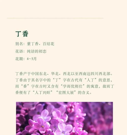 丁香花的养殖技巧有哪些？怎样才能养出美丽的丁香花？