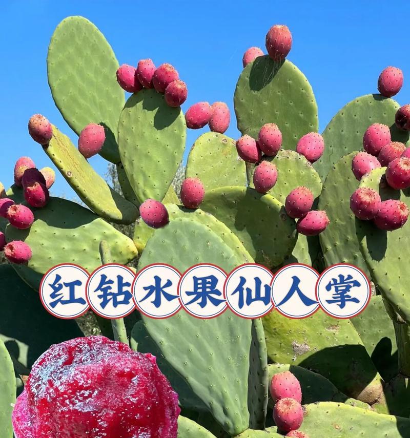 仙人掌移栽步骤是什么？