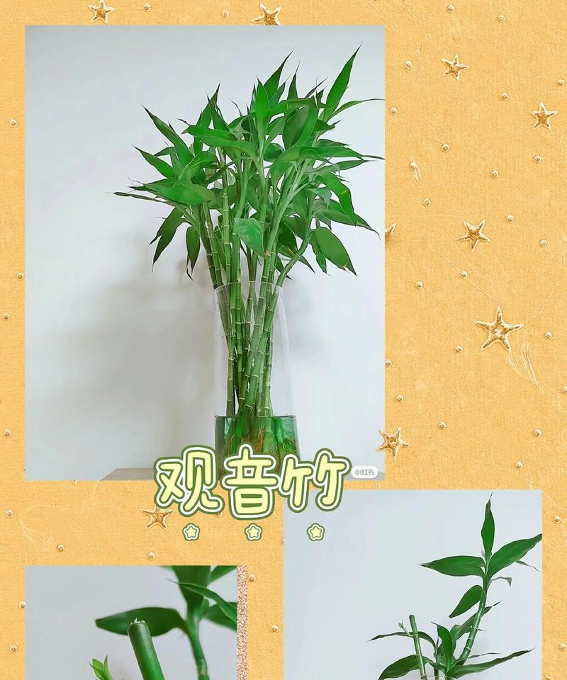 水养富贵竹的正确方法是什么？如何保持其生长旺盛？