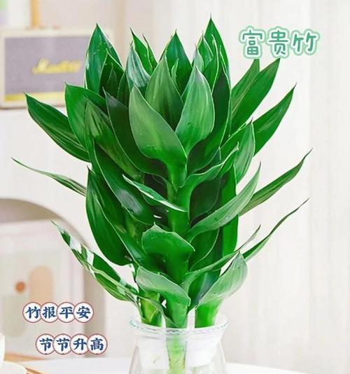 水养富贵竹的正确方法是什么？如何保持其生长旺盛？