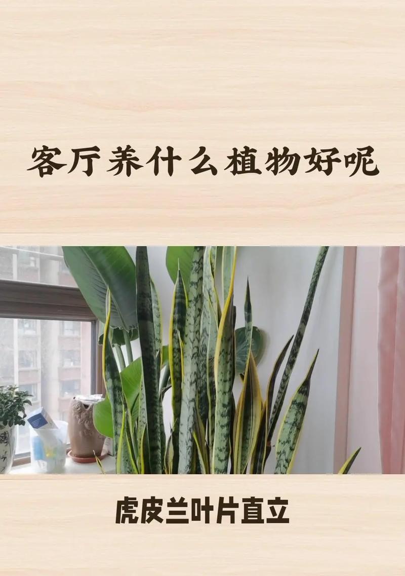 虎皮兰的养殖技巧是什么？