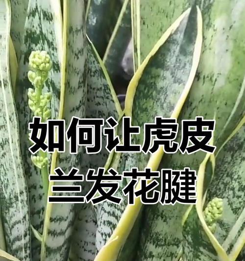虎皮兰的养殖技巧是什么？
