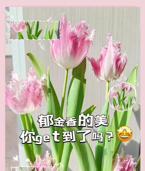 绿色郁金香品种的花语是什么？