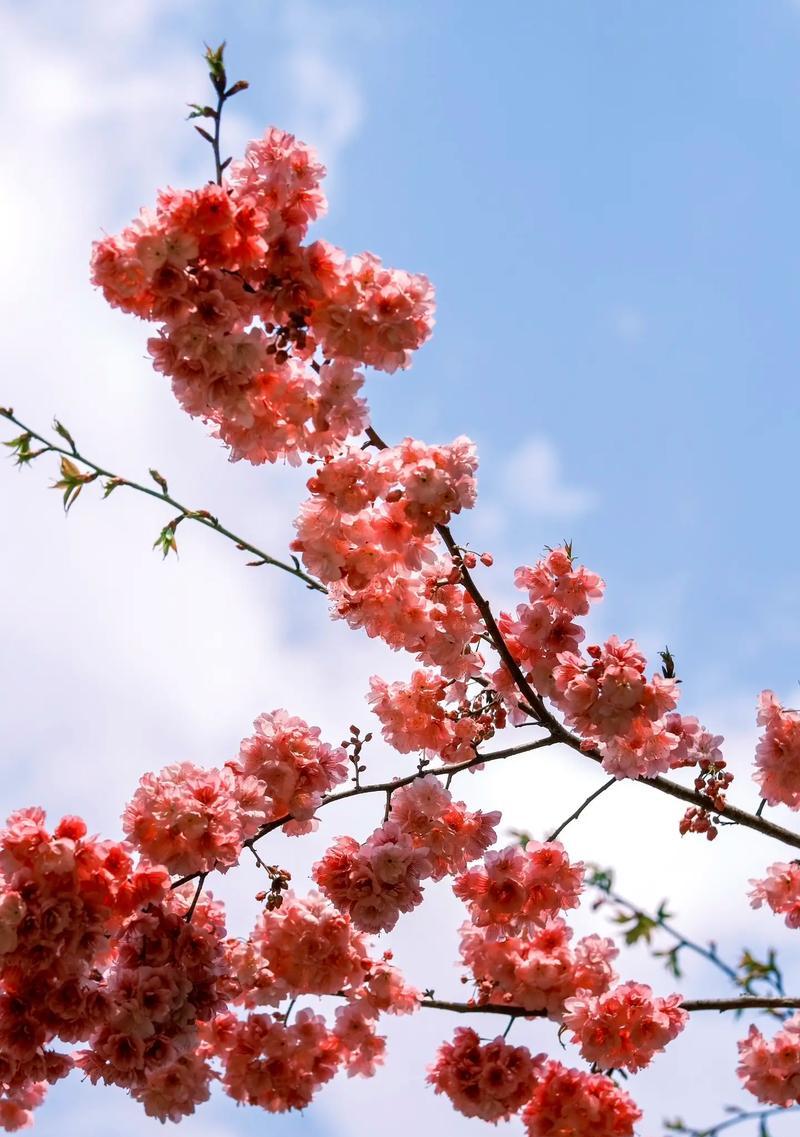 早樱花有哪些品种？早樱花品种的养护要点是什么？