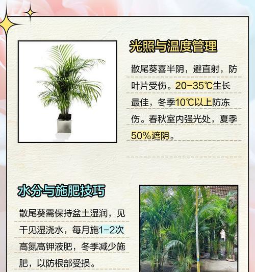散尾葵浇水需要注意哪些事项？