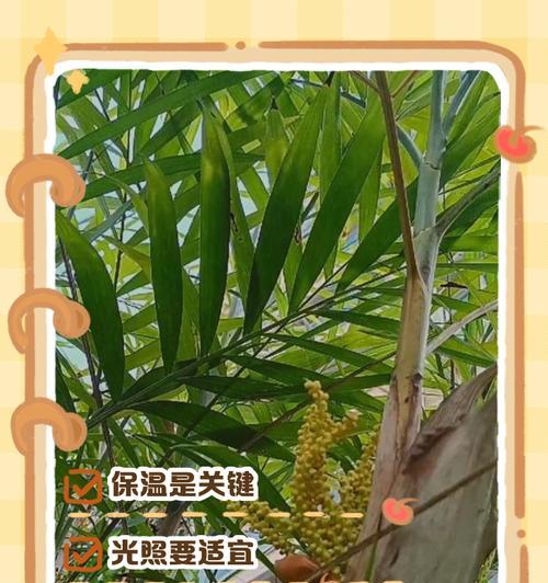 散尾葵浇水需要注意哪些事项？