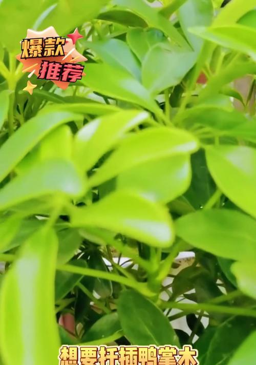 鸭掌树扦插繁殖的正确方法是什么？