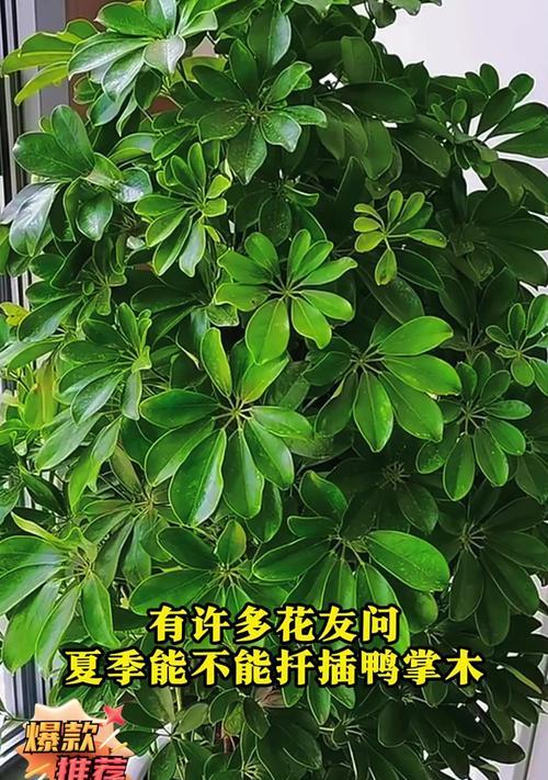 鸭掌树扦插繁殖的正确方法是什么？
