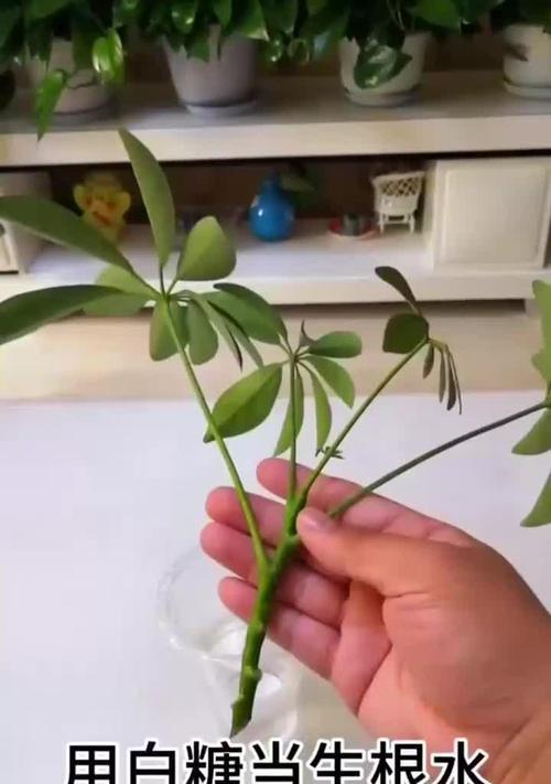 鸭掌树扦插繁殖的正确方法是什么？