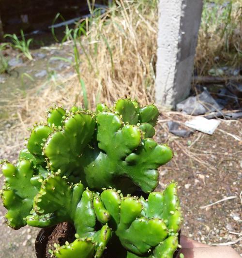 膨珊瑚缀化的方法是什么？