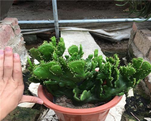 膨珊瑚缀化的方法是什么？