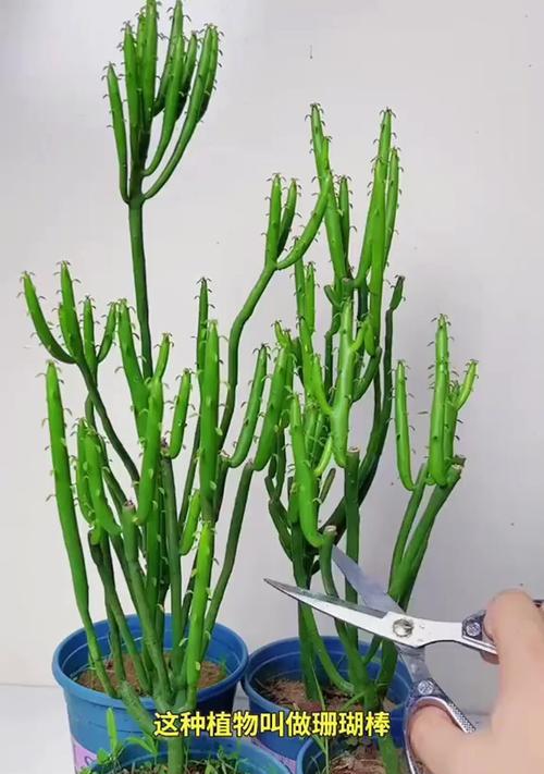 膨珊瑚缀化的方法是什么？