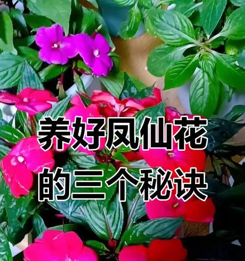 凤仙花怎么养？凤仙花的养殖方法和注意事项是什么？