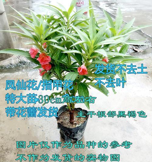 凤仙花怎么养？凤仙花的养殖方法和注意事项是什么？