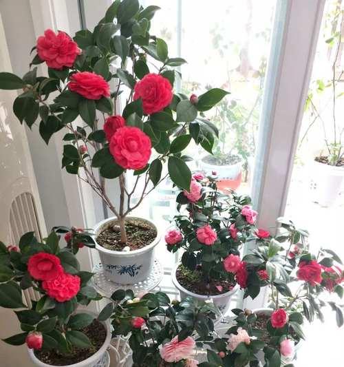 阳台花卉品种有哪些？如何选择适合的阳台花卉？