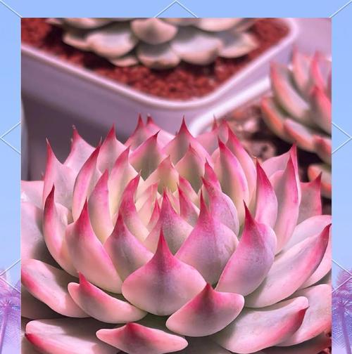 植物吉娃娃的养护要点是什么？