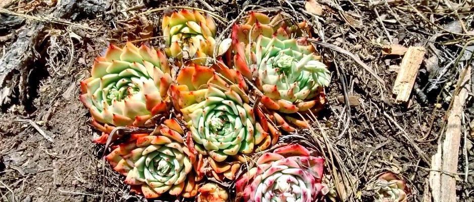 植物吉娃娃的养护要点是什么？