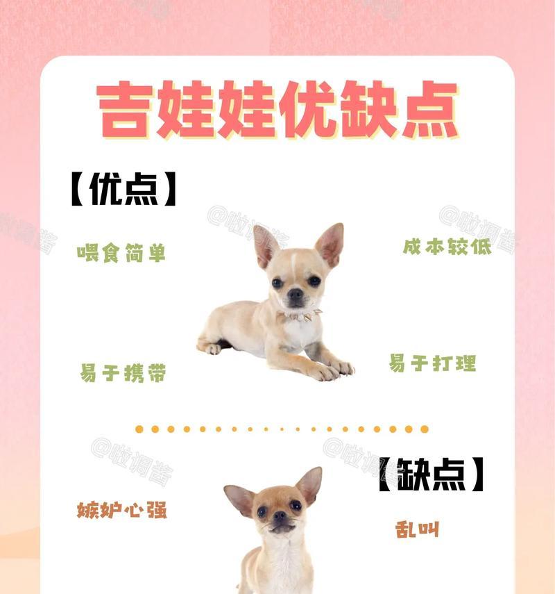 植物吉娃娃的养护要点是什么？