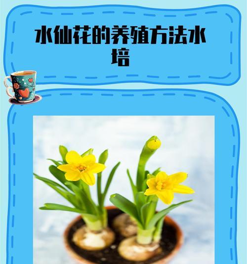 水养花卉应该用什么水？水养花的水质选择？