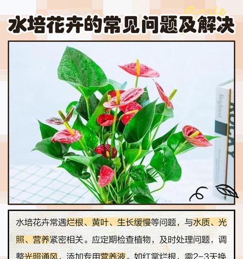 水养花卉应该用什么水？水养花的水质选择？