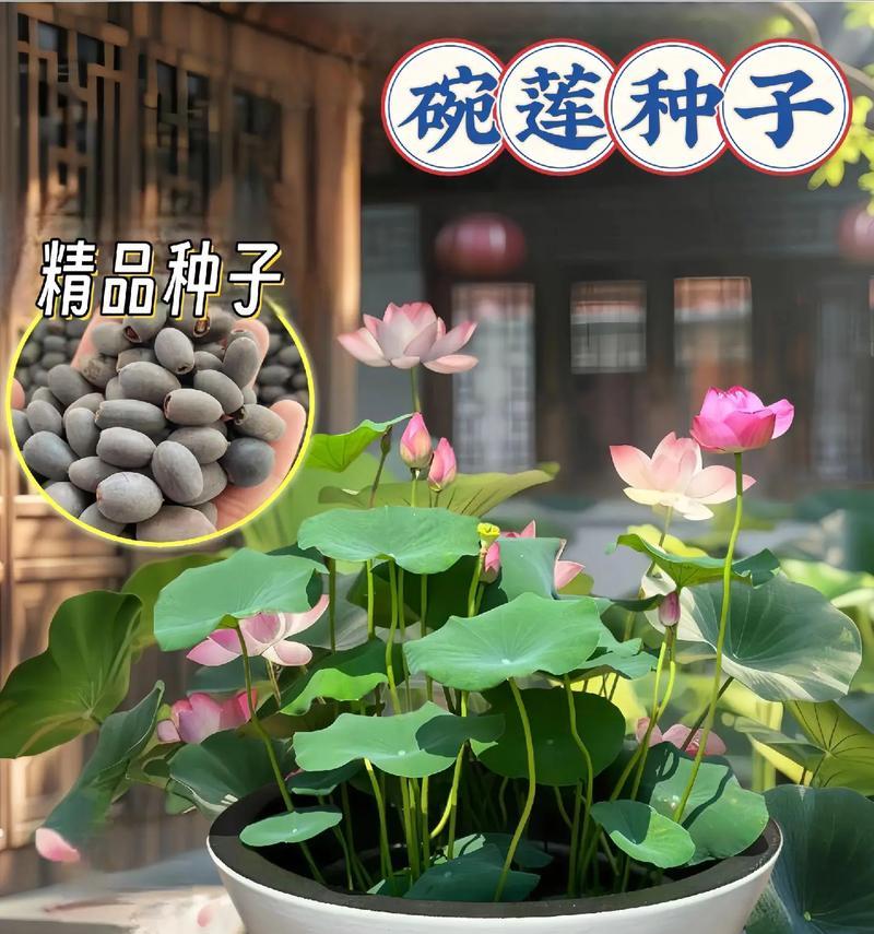 水养花卉应该用什么水？水养花的水质选择？
