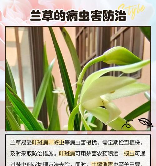 养兰草有哪些常见问题及解决方法？