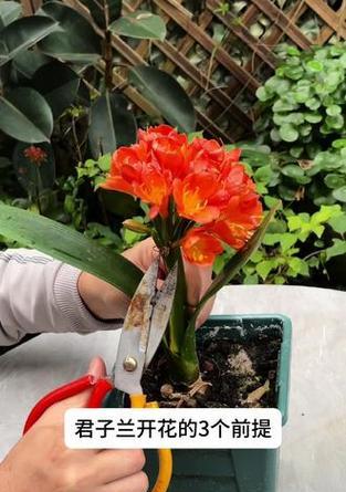 君子兰如何养护才能开花？