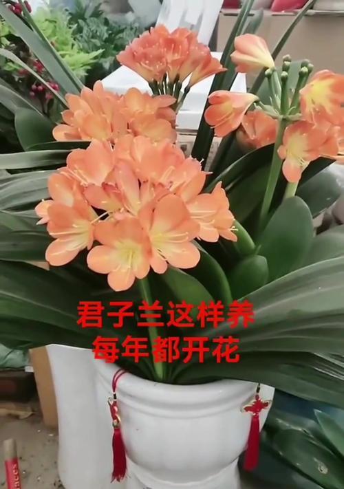 君子兰如何养护才能开花？