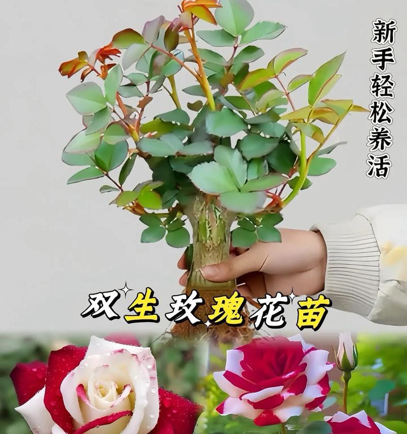双色玫瑰品种有哪些？双色玫瑰的种植和养护方法是什么？
