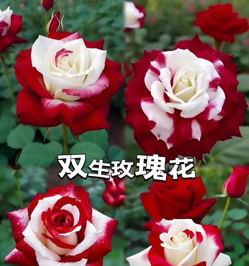 双色玫瑰品种有哪些？双色玫瑰的种植和养护方法是什么？