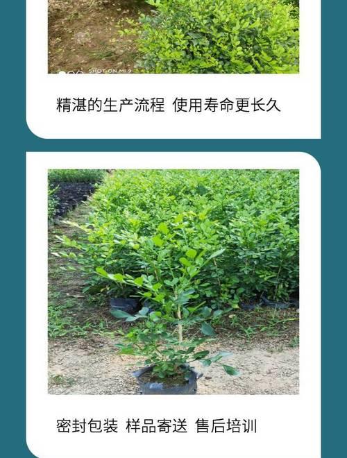 九里香苗如何培育成盆景？有哪些步骤？