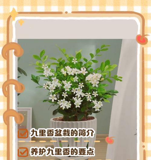 九里香苗如何培育成盆景？有哪些步骤？