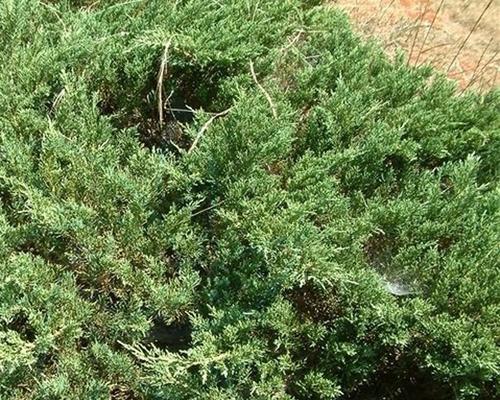 偃柏品种的特性是什么？偃柏种植和修剪技巧？