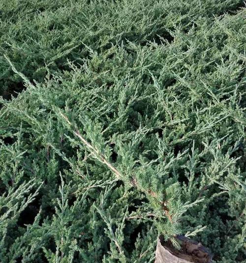 偃柏品种的特性是什么？偃柏种植和修剪技巧？