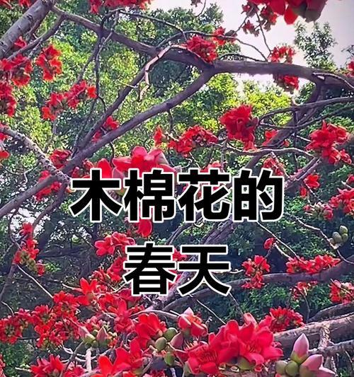 木棉树象征着什么？它在文化中扮演什么角色？