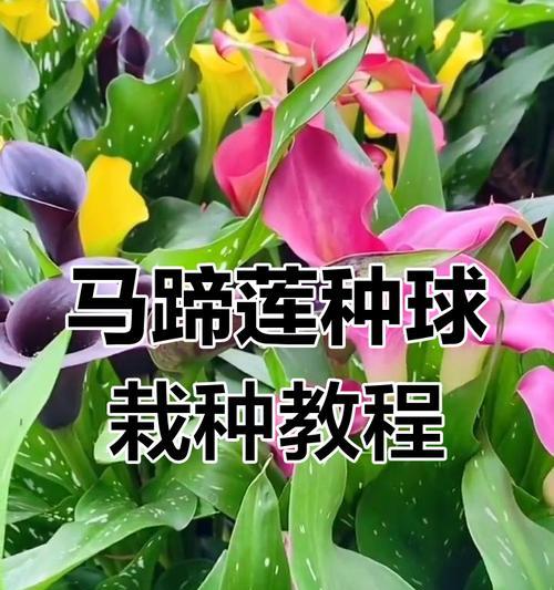 马蹄莲种球最佳种植时间是什么时候？