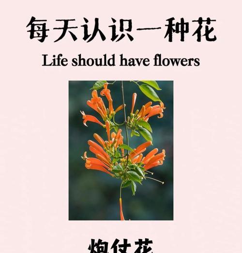炮仗花种植的正确步骤是什么？如何管理使其开花？