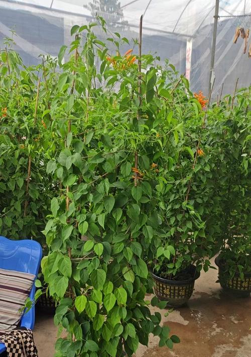 炮仗花种植的正确步骤是什么？如何管理使其开花？