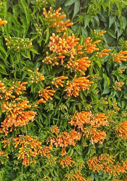 炮仗花种植的正确步骤是什么？如何管理使其开花？