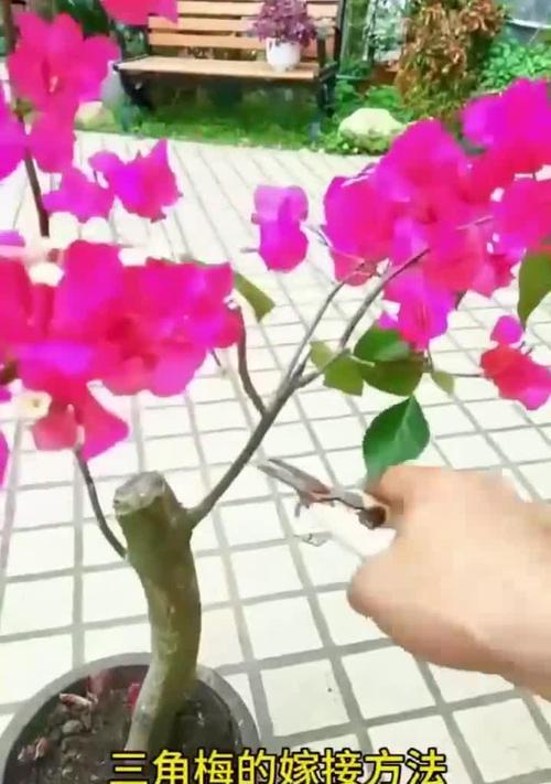 三角梅嫁接用什么树？哪种树最适合嫁接三角梅？