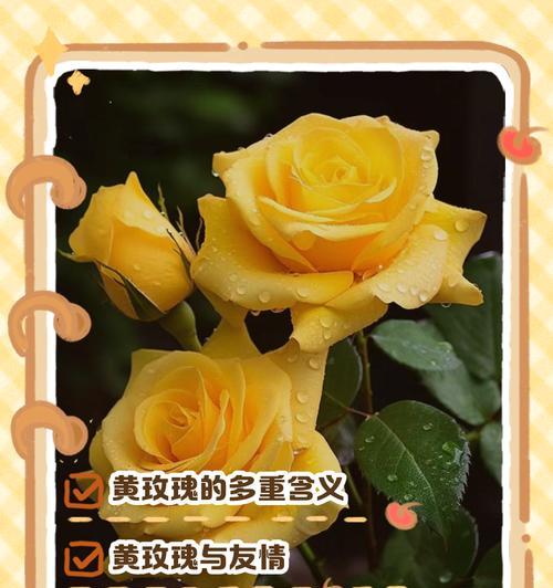 玫瑰花代表了什么含义？