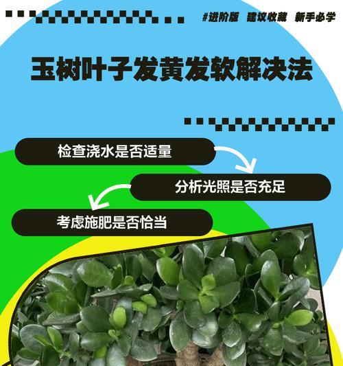 玉树落叶问题的处理方法是什么？