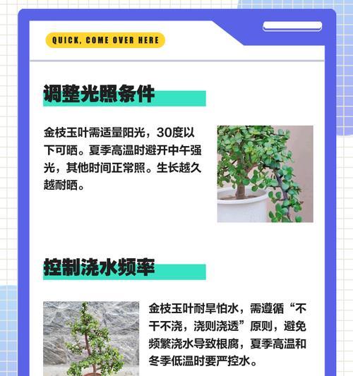 玉树落叶问题的处理方法是什么？